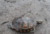 Martwy żółw wyłowiony z Jeziora Winiary
