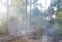 Pożar lasu w Nowaszycach