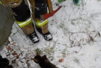 Strażacy uratowali kota, który utknął w przewodzie wentylacyjnym