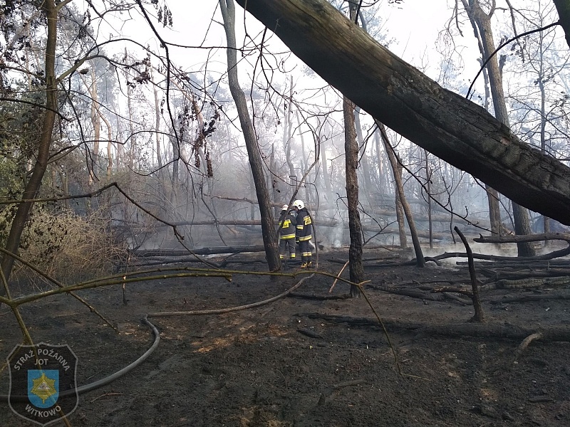 Pożar lasu w Sokołowie pod Wrześnią! W akcji strażacy z naszego powiatu i samolot gaśniczy