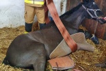 Gnieźnieńscy strażacy pomagali ratować konia