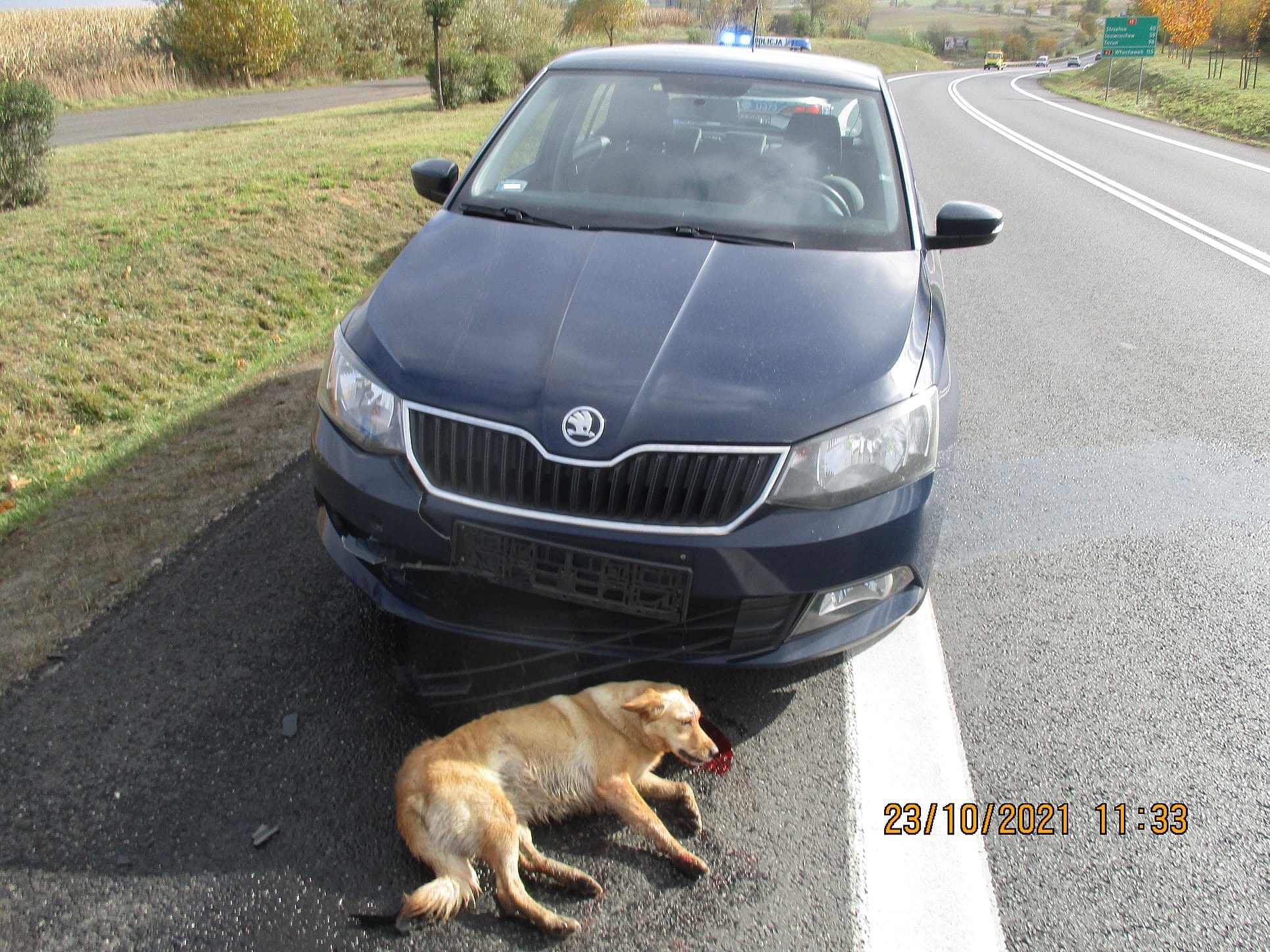 Potrącił psa, któy wbiegł pod samochód! Z pomocą przyszli policjanci!